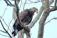 18: eagle-7D2_0164