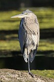 28: heron-274-1