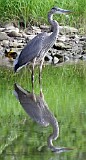 31: heron-792