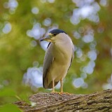 25: heron-7D2_0049