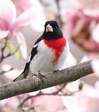 57: rose-breasted