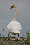62: swan-IMG_2305