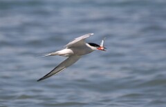 63: tern-7D2_3525