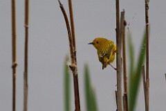 68: warbler-IMG_2224