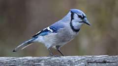 310: 2024-11-16-blue jay 0C3_0304