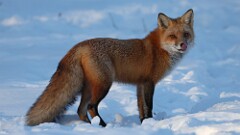 6: 2025-01-26-Red fox 0C3_0725