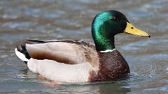 40: 2025-03-27-mallard 0C3_0119