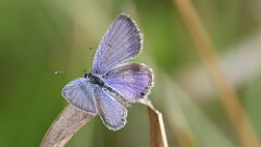 263: 2025-09-06-Eastern tailed-blue 5M2_1089