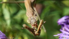 306: 2025-10-10-mantis bug 5M2_3374